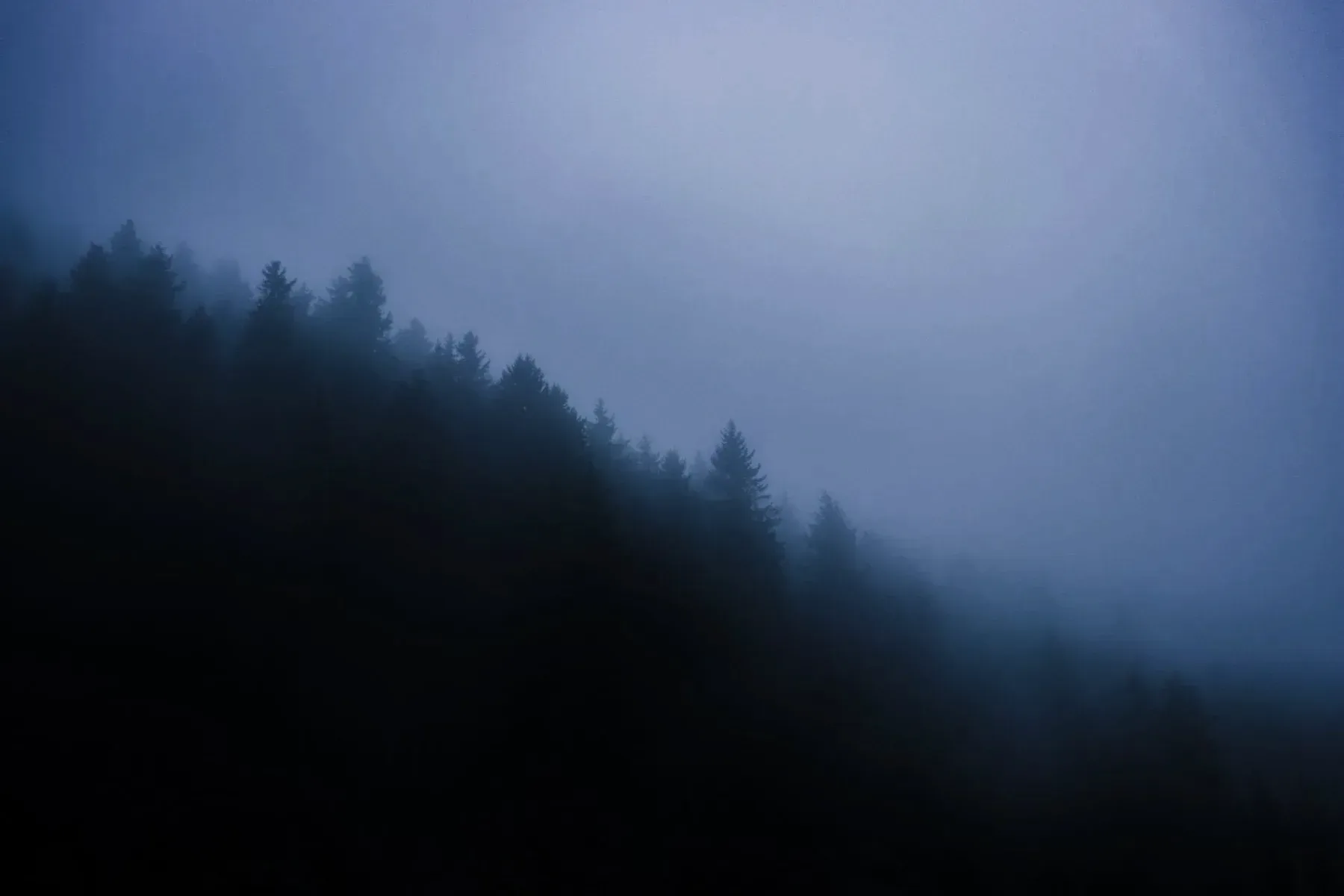 Dense forest at night
