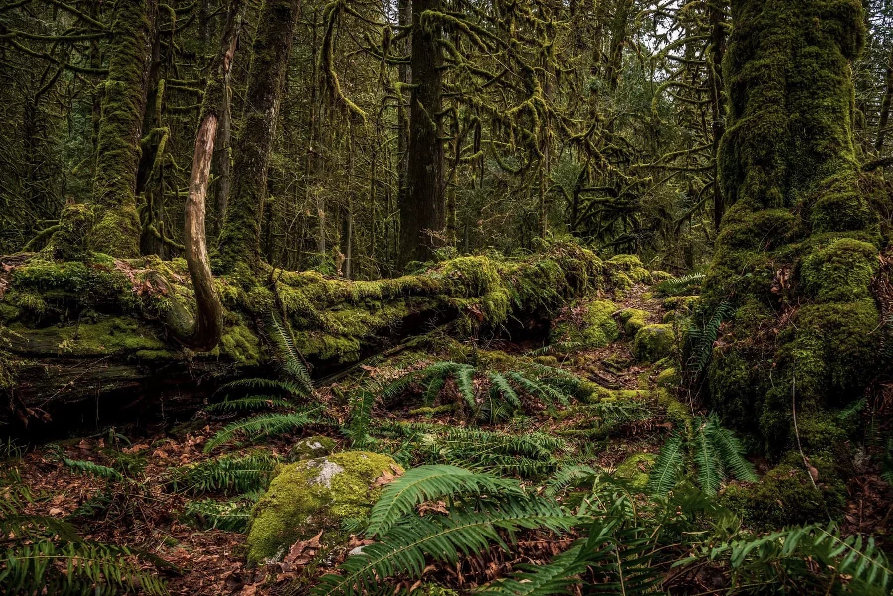 Old-growth forest