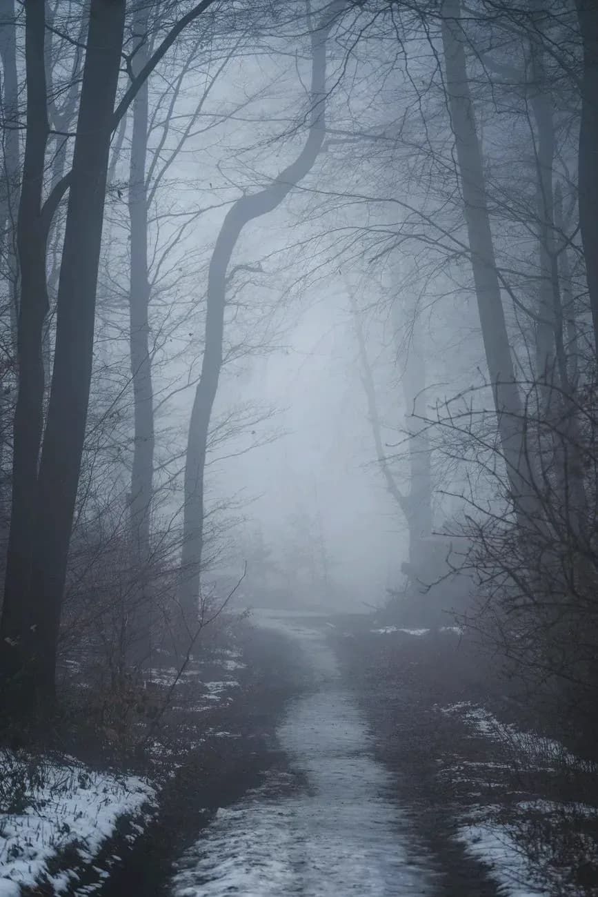 A forest path in winter fog