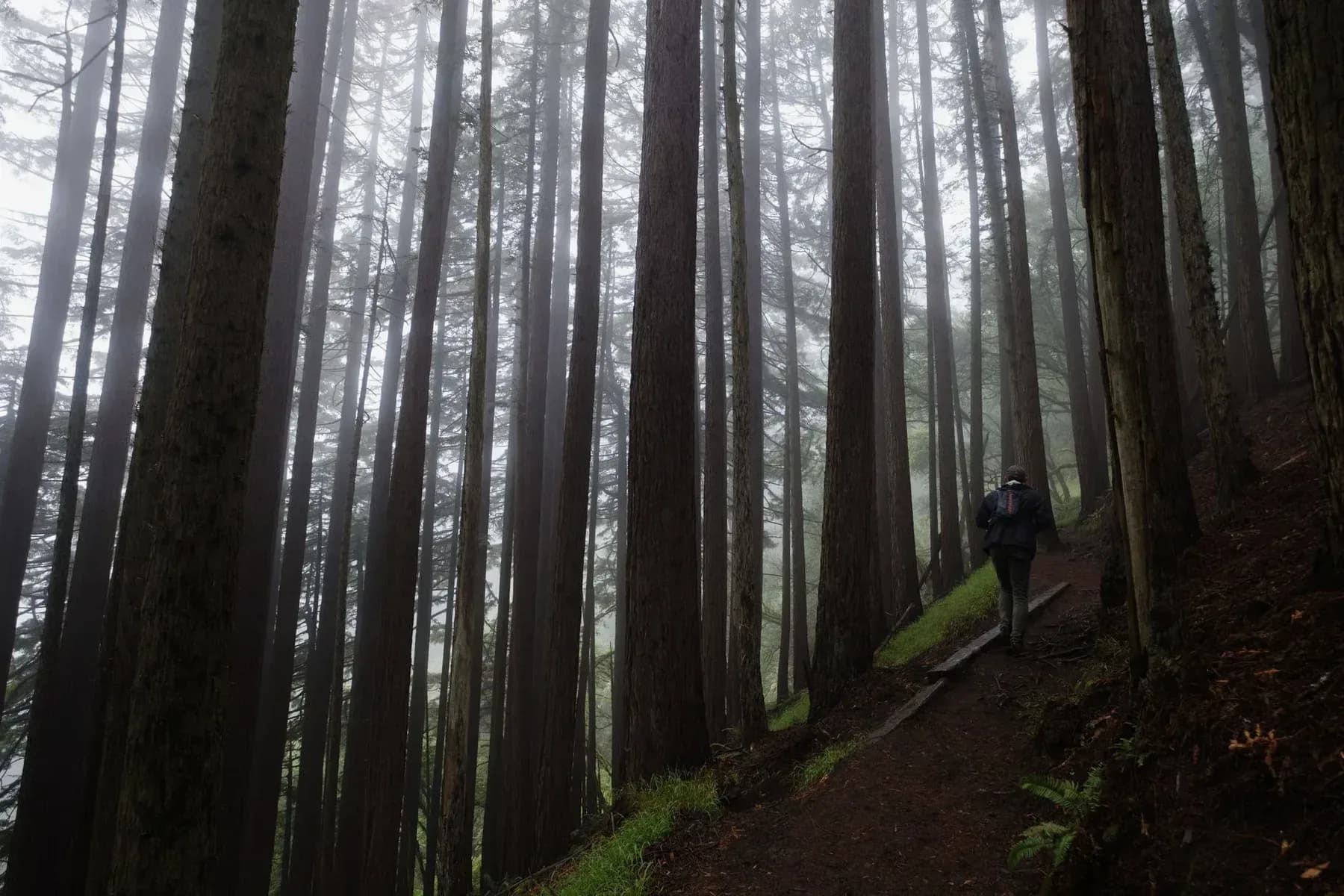 A figure walking between tall trees