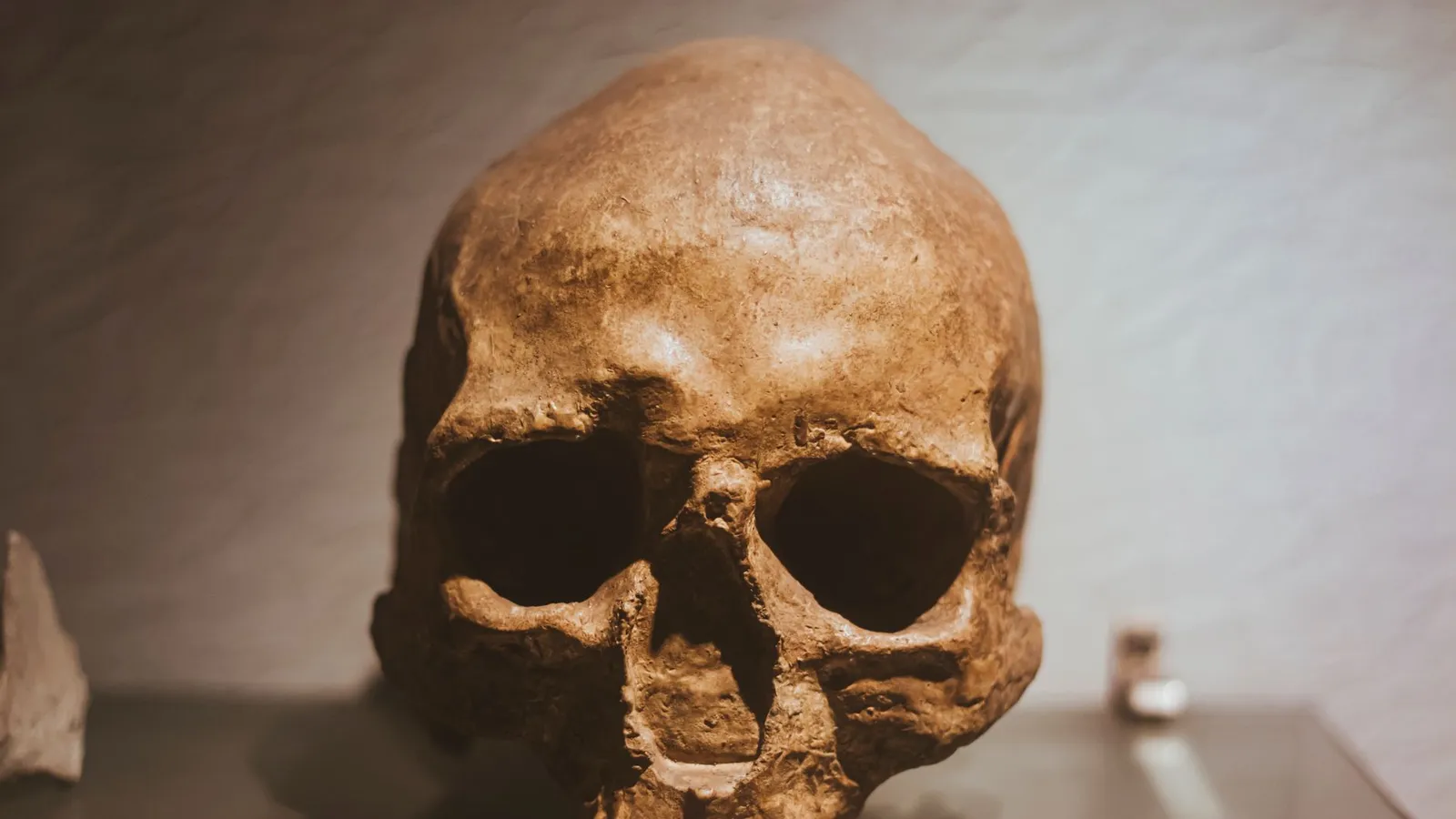 Close-up of an ancient skull in a solemn museum setting, offering a glimpse into history.