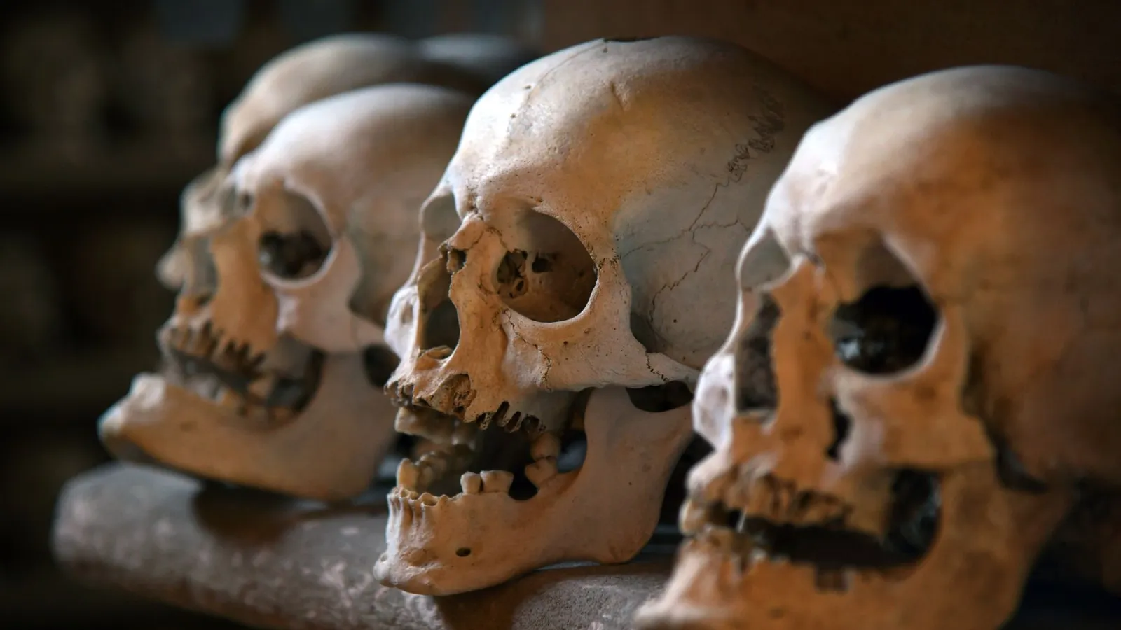 A detailed view of several human skulls lined up in an eerie ossuary environment.