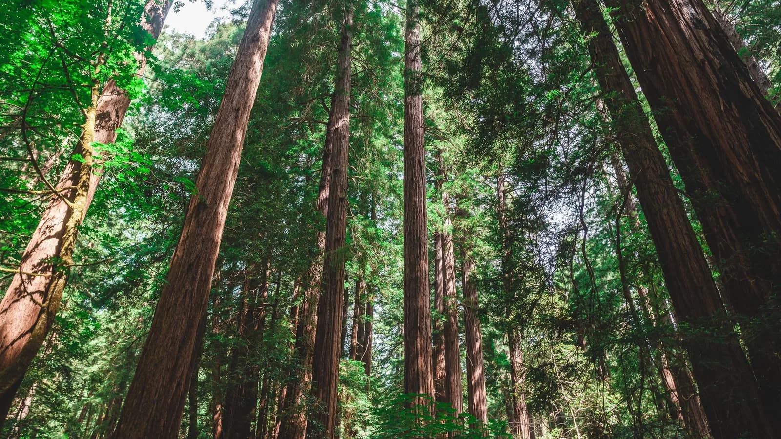 A redwood forest