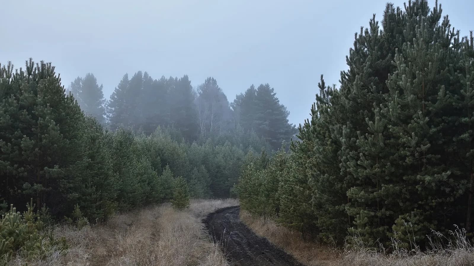 A misty woodland path
