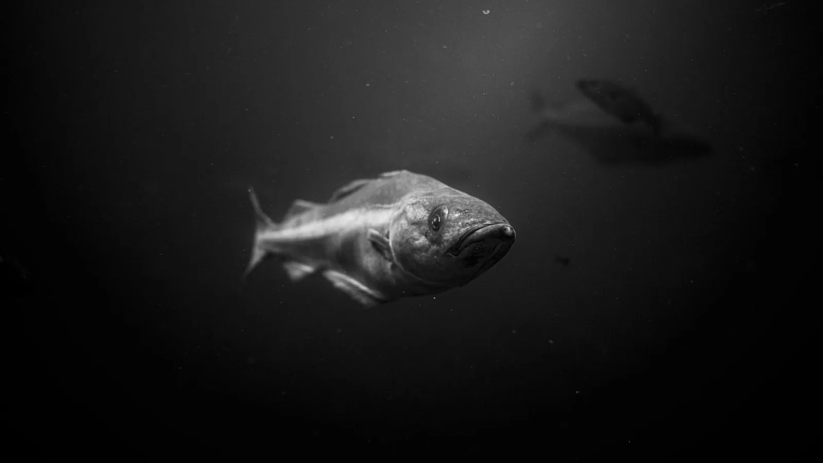 A fish in deep water