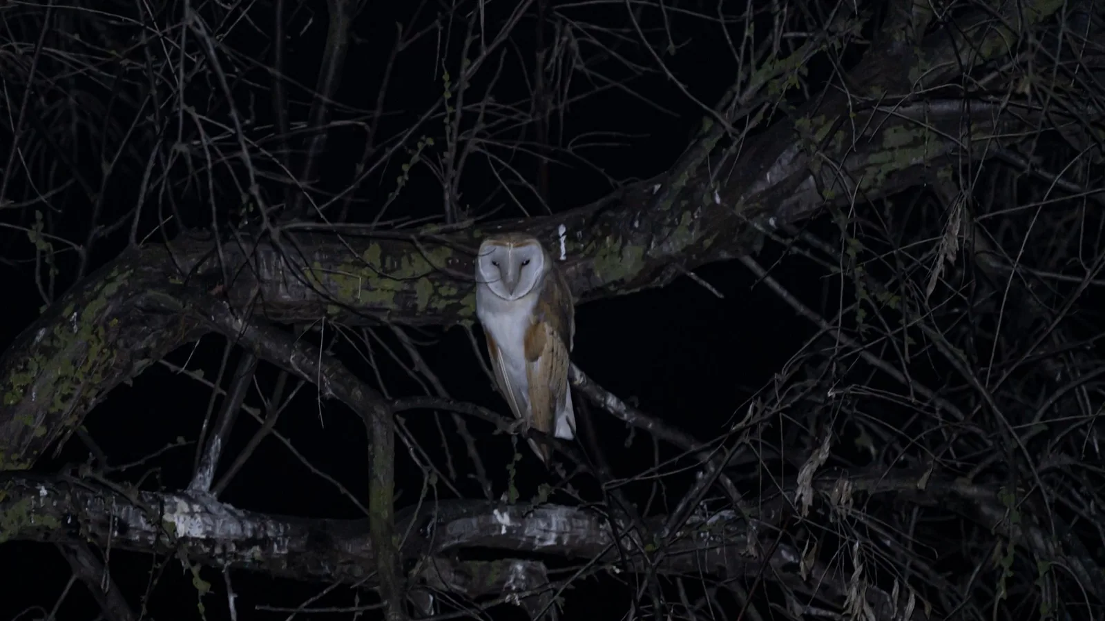 A barn owl perched in a tree