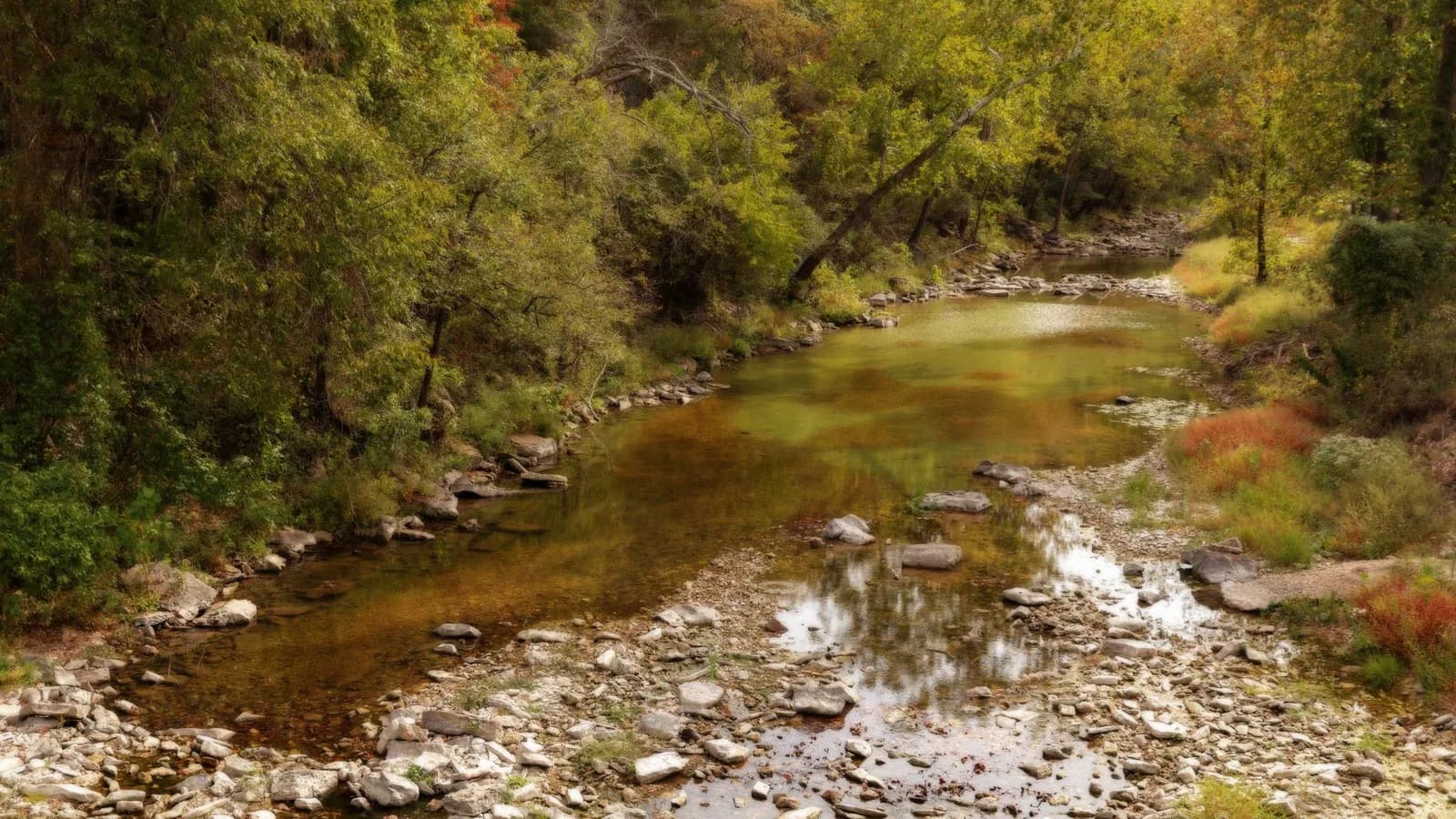 A wooded creek