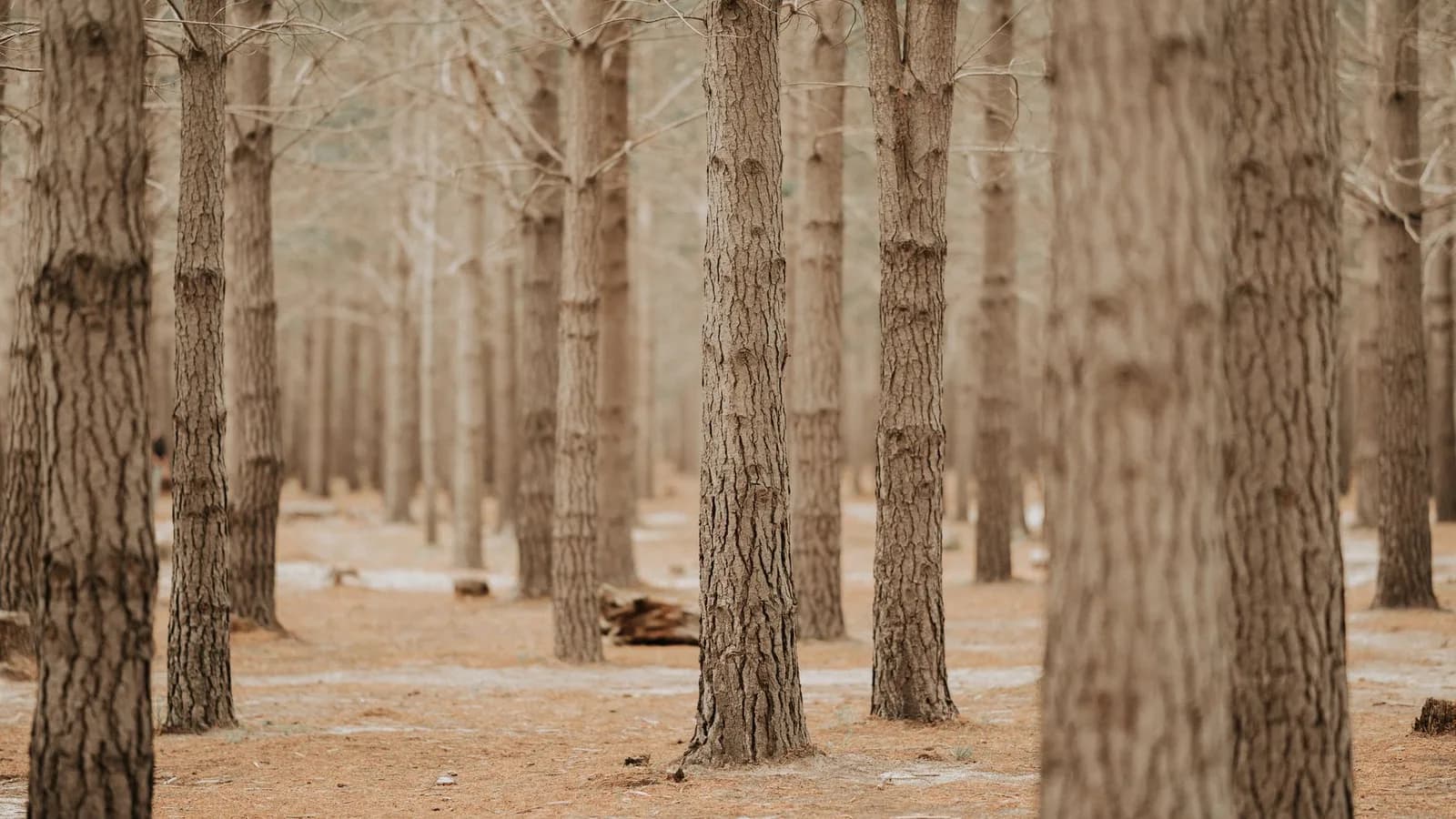 Dense pine woodland