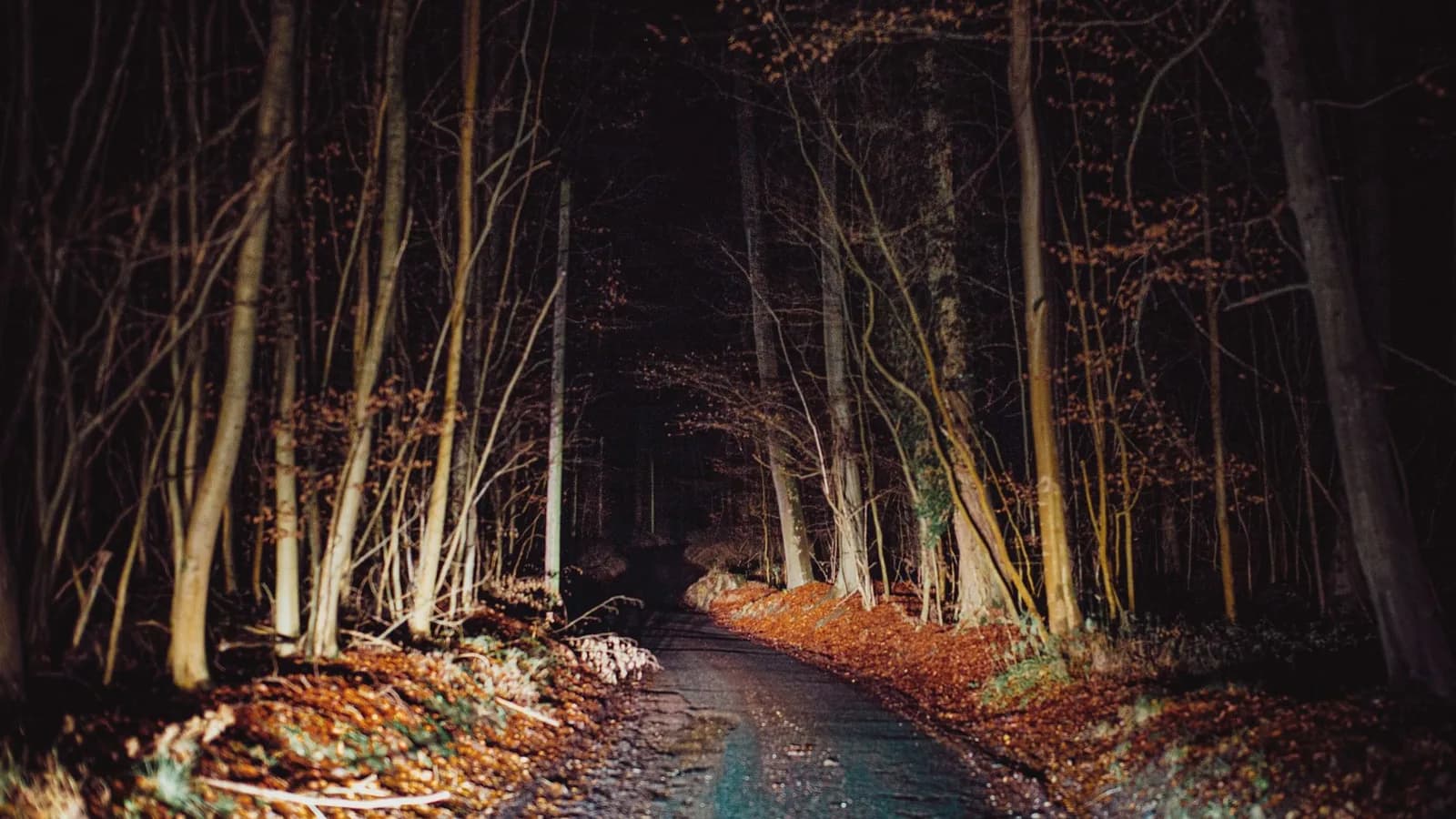 An empty rural road at night
