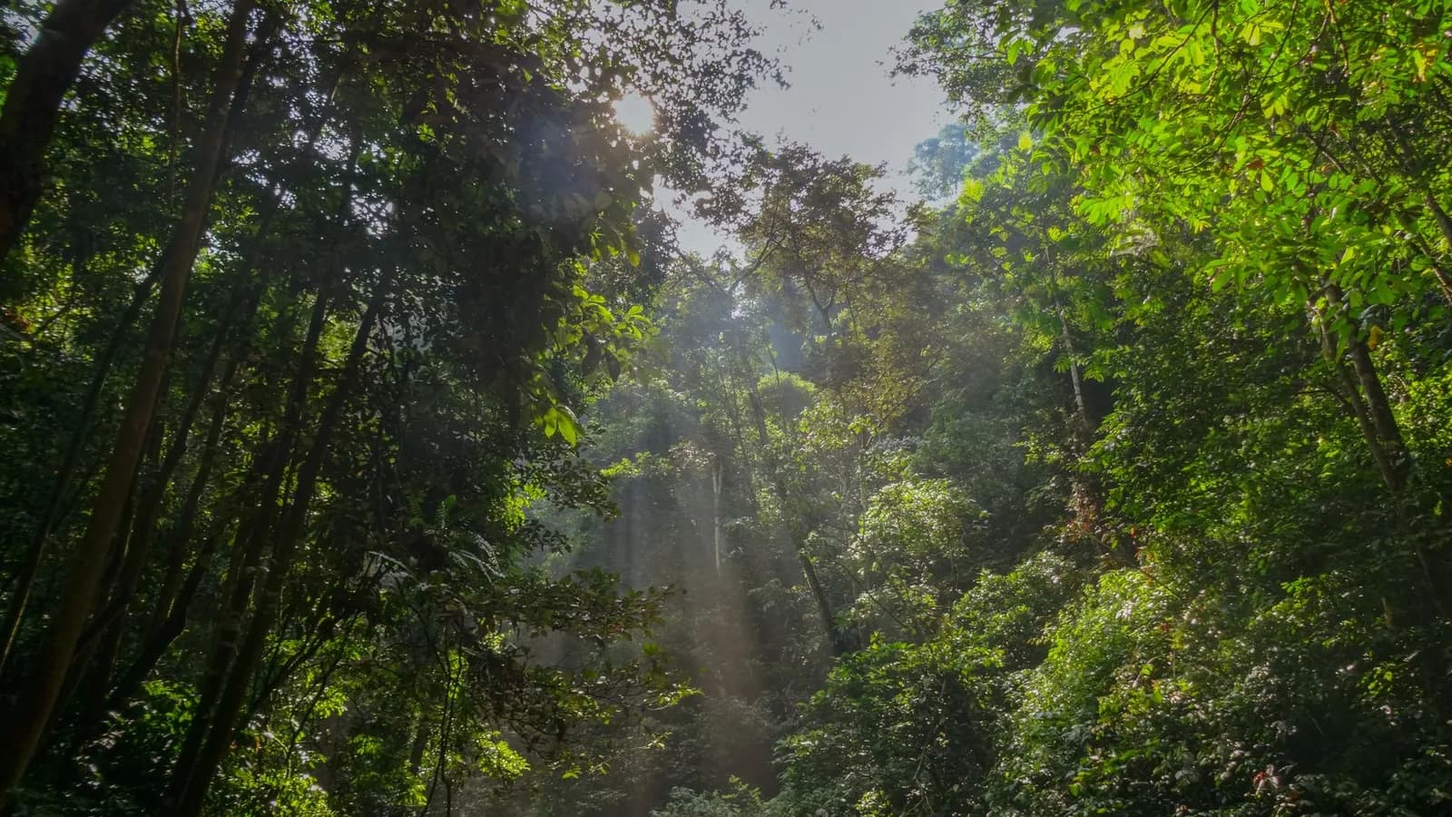 Dense rainforest canopy