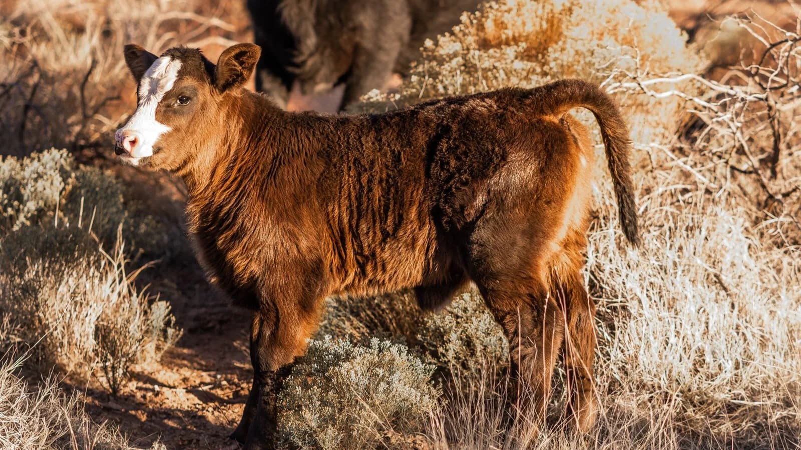 A calf standing in dry ranch country in New Mexico