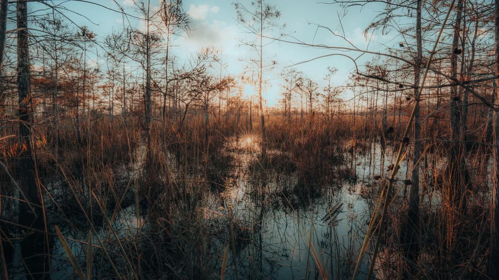 Cypress swamp