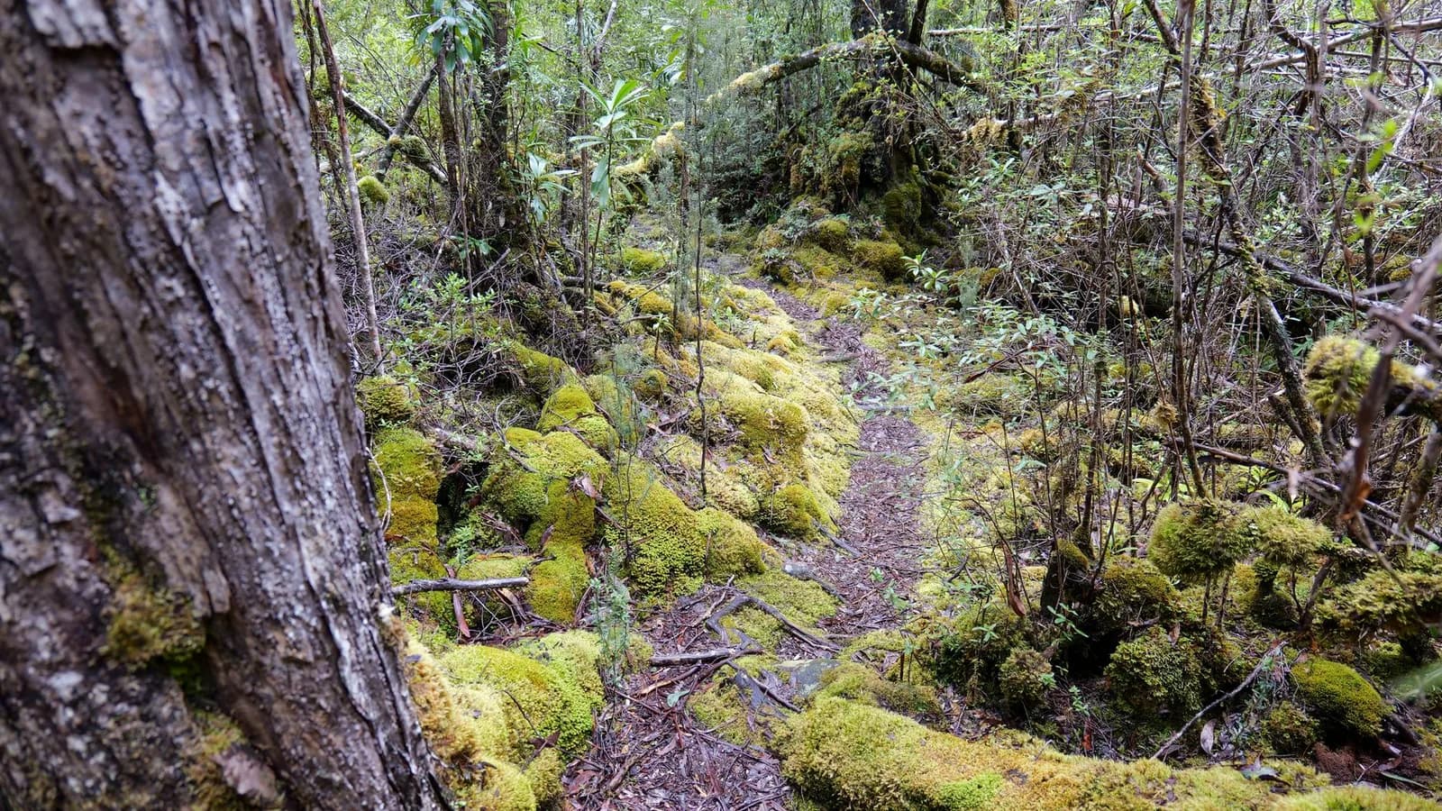 Dense Tasmanian forest
