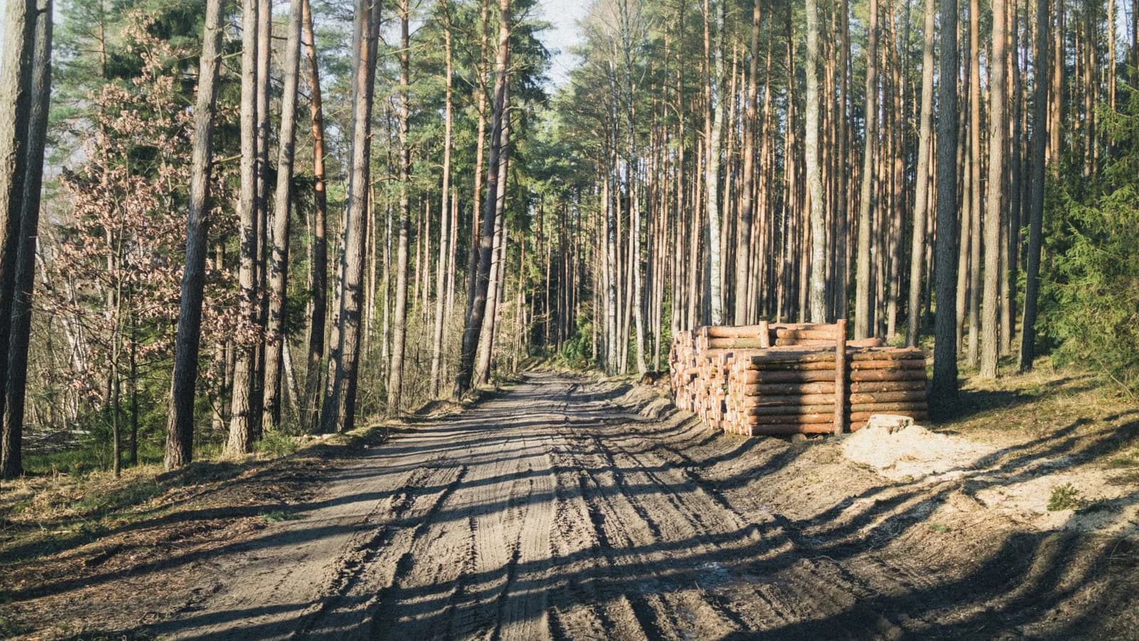 A logging road through pine forest