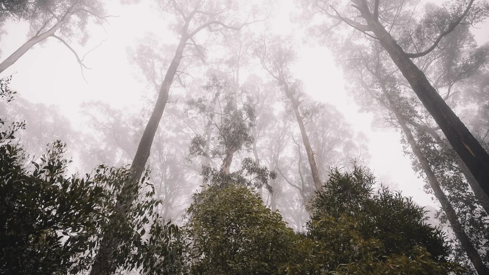 Australian eucalyptus bush