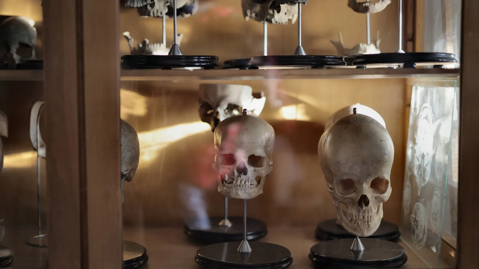 Skulls displayed in a museum case