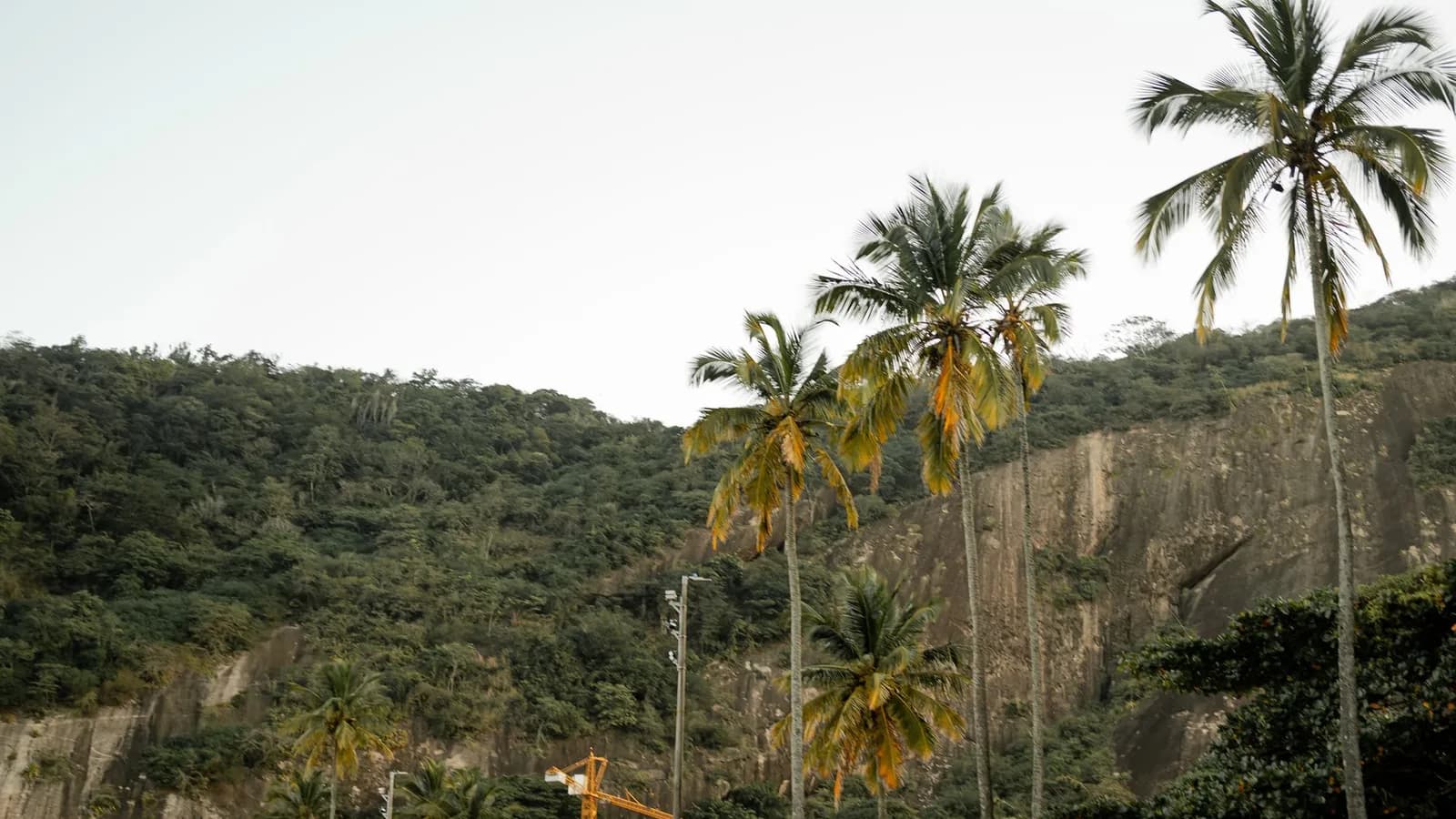 Palm trees on a green hillside